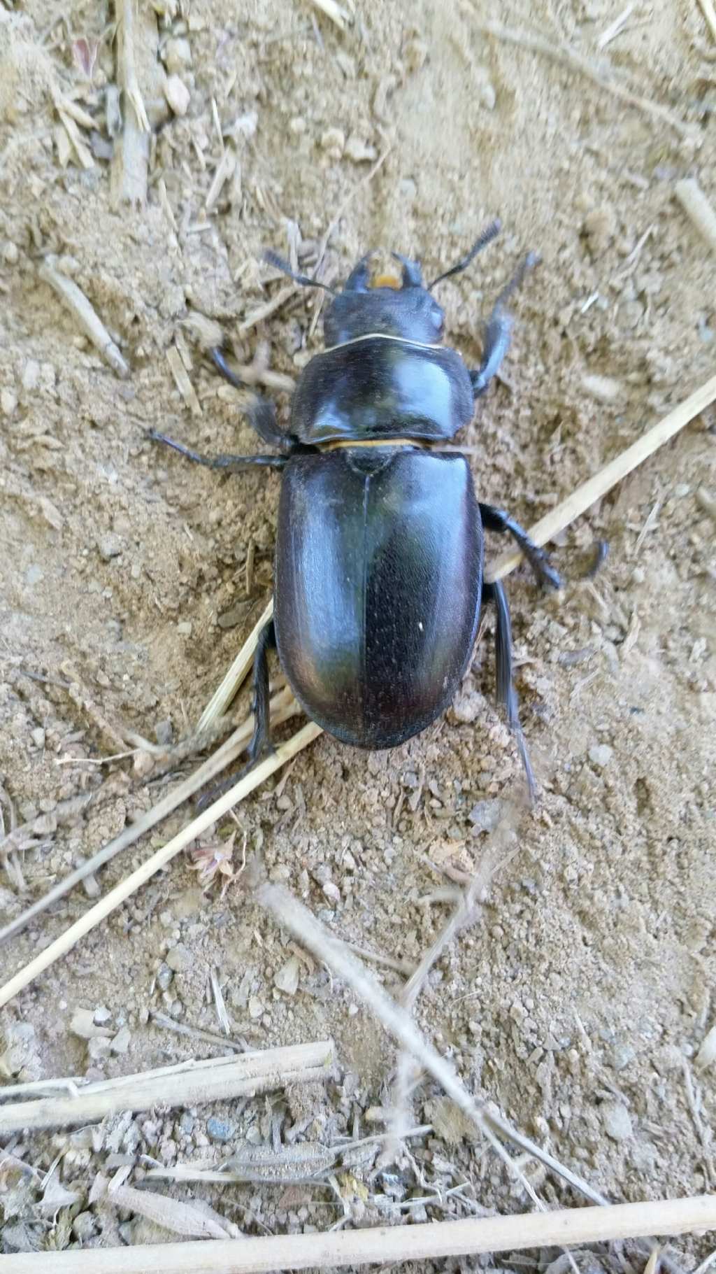 Lucanus tetraodon, femmina (Lucanidae)